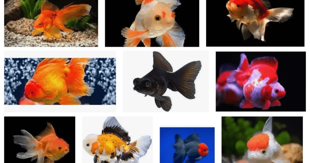 Cá Vàng – Loài Cá Cảnh Quý Giá Trong Văn Hóa Á Đông