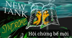 Hội Chứng Bể Mới là gì ?