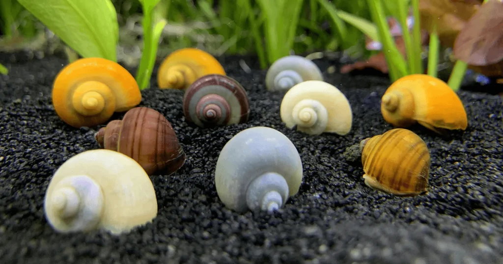 Ốc Thủy Sinh