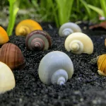 Ốc Thủy Sinh