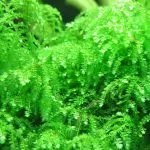 Rêu Weeping – Hướng dẫn chi tiết cách trồng và chăm sóc