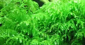 Rêu Weeping – Hướng dẫn chi tiết cách trồng và chăm sóc