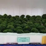 Minifiss – Những kiến thức cần biết để trồng thành công