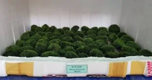 Minifiss – Những kiến thức cần biết để trồng thành công