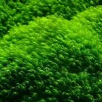 Rêu mini Taiwan – Bí quyết trồng và chăm sóc dễ nhất