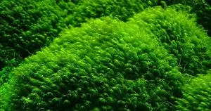 Rêu mini Taiwan – Bí quyết trồng và chăm sóc dễ nhất