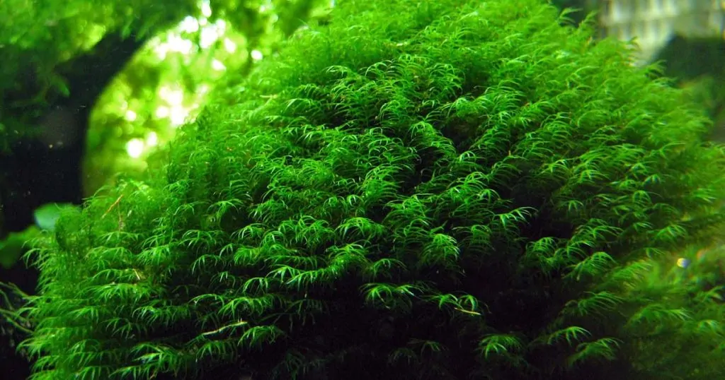 Rêu Us Fiss – Hướng dẫn cách trồng và chăm sóc tốt nhất