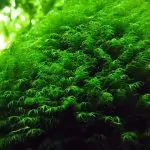 Rêu Us Fiss – Hướng dẫn cách trồng và chăm sóc tốt nhất