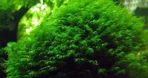 Rêu Us Fiss – Hướng dẫn cách trồng và chăm sóc tốt nhất