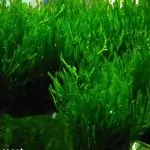 Cách trồng Rêu Flame dễ nhất cho người mới