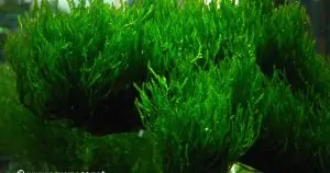 Cách trồng Rêu Flame dễ nhất cho người mới