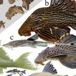 Các loại cá lau kiếng đẹp