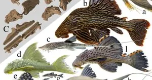 Các loại cá lau kiếng đẹp