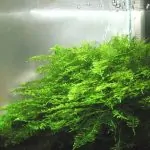 Rêu Xmas là rêu gì? Hướng dẫn cách trồng và chăm sóc tốt nhất