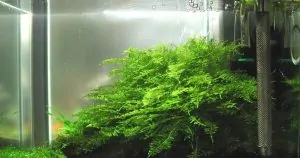 Rêu Xmas là rêu gì? Hướng dẫn cách trồng và chăm sóc tốt nhất