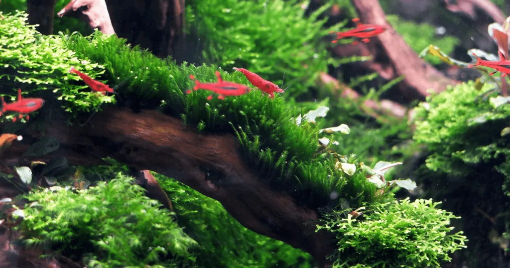 Các loại rêu đẹp trong hồ thủy sinh: Tăng thêm sự hoàn mỹ cho hồ cá của bạn