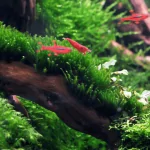 Các loại rêu đẹp trong hồ thủy sinh: Tăng thêm sự hoàn mỹ cho hồ cá của bạn