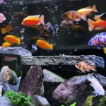 Dòng Cá Ali: Khám phá Vẻ Đẹp và Bí ẩn của Loài Cá Lạ Kỳ diệu