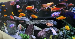 Dòng Cá Ali: Khám phá Vẻ Đẹp và Bí ẩn của Loài Cá Lạ Kỳ diệu