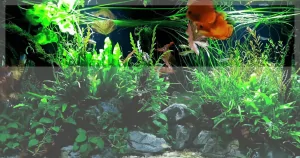 Các Loài Cá Tầng Mặt trong Hồ Thủy Sinh