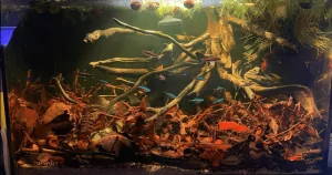 Phong Cách Hồ Biotop – Tái Hiện Hệ Sinh Thái Tự Nhiên Độc Đáo Trong Thế Giới Thủy Sinh