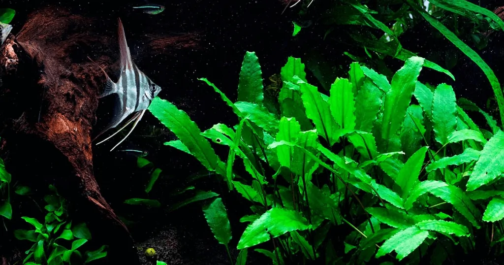 Cây tiêu thảo thủy sinh