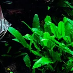 Cây tiêu thảo thủy sinh