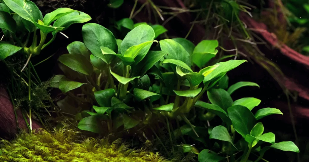 Cây thủy sinh cho người mới : Ráy (Anubias)