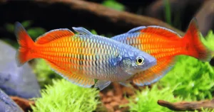 Cá Thạch Mỹ Nhân (Boeseman’s rainbowfish)