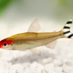 Cá bơi đàn : Sóc Đầu Đỏ