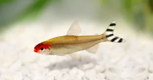 Cá bơi đàn : Sóc Đầu Đỏ