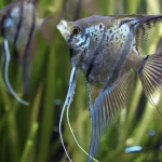 Cá Ông Tiên (Pterophyllum Scalare) – Vẻ Đẹp Tinh Tế Cho Bể Cá Cảnh