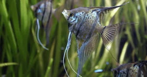 Cá Ông Tiên (Pterophyllum Scalare) – Vẻ Đẹp Tinh Tế Cho Bể Cá Cảnh