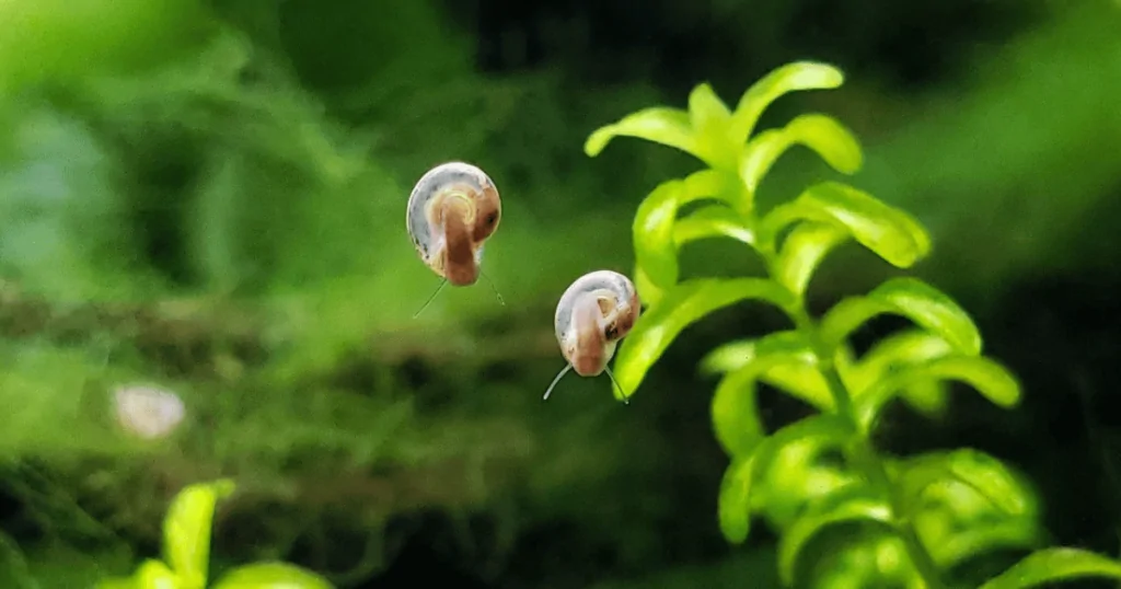 Ốc Hại trong Hồ Thủy Sinh: Tìm hiểu và Cách Phòng Ngừa hiệu quả