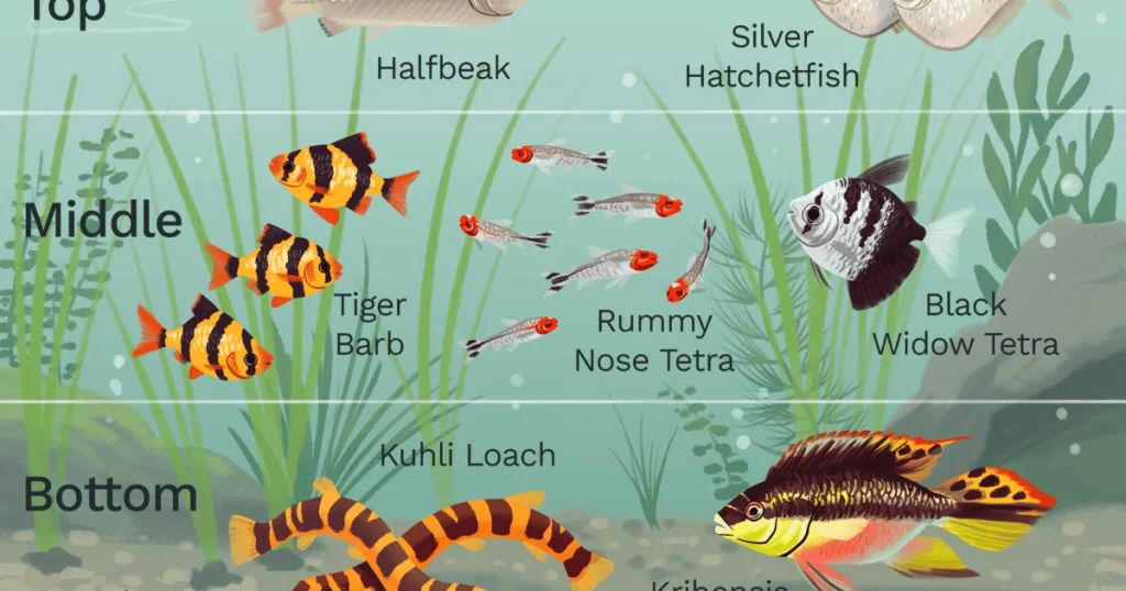 Các Loài Cá Tầng Giữa Trong Hồ Thủy Sinh