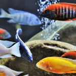 Các Loại Cá Ali Phổ Biến: Điểm Nhấn Trong Thế Giới Thủy Sinh