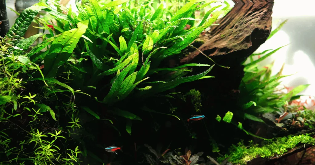 Cây thủy sinh cho người mới : Dương xỉ