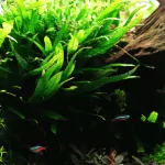 Cây thủy sinh cho người mới : Dương xỉ