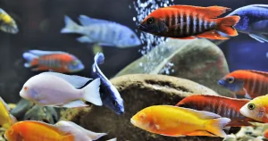 Các Loại Cá Ali Phổ Biến: Điểm Nhấn Trong Thế Giới Thủy Sinh