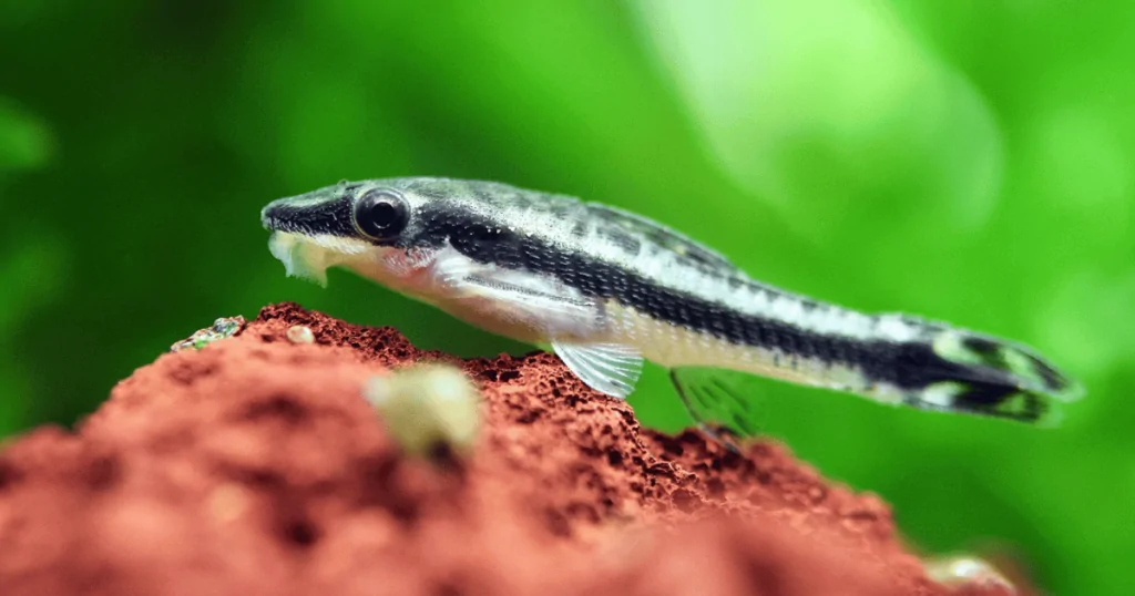 Cá Otto – Sự Lựa Chọn Hoàn Hảo Cho Hồ Cá Cảnh