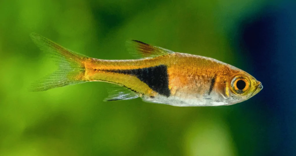 Cá bơi đàn : Cá Tam Giác