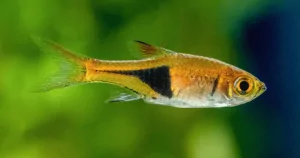 Cá bơi đàn : Cá Tam Giác