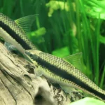 Cá Bút Chì (Siamese Algae Eater) – Người Hùng Kiểm Soát Tảo Cho Hồ Cá Thủy Sinh