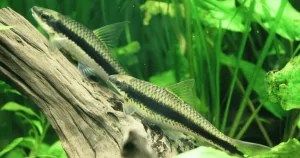 Cá Bút Chì (Siamese Algae Eater) – Người Hùng Kiểm Soát Tảo Cho Hồ Cá Thủy Sinh
