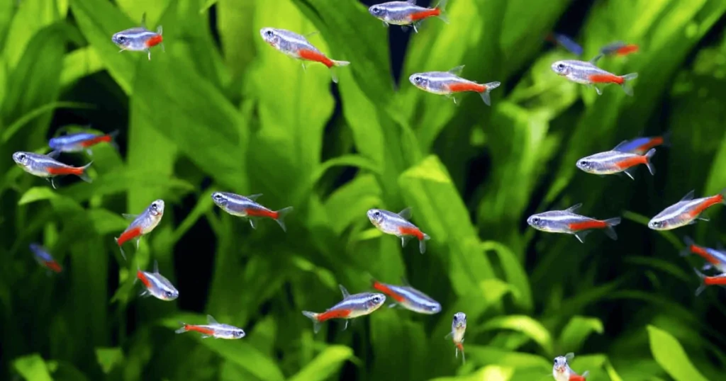 Cá Neon: Bí quyết chăm sóc và nuôi dưỡng cho ngôi sao trong bể cảnh