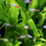 Cá Neon: Bí quyết chăm sóc và nuôi dưỡng cho ngôi sao trong bể cảnh