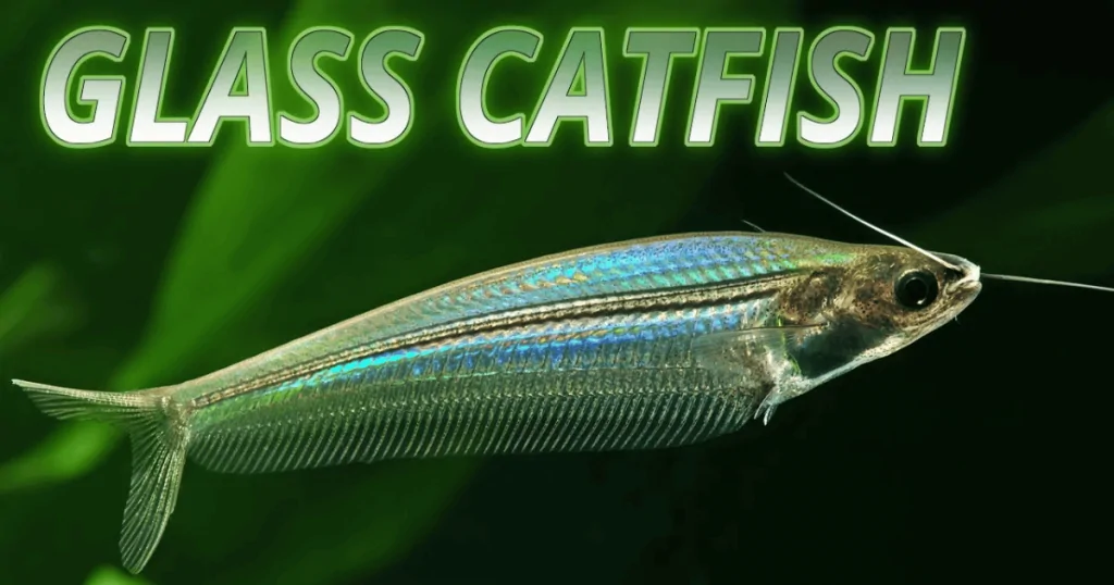 Sự Tinh Khiết và Độc Đáo của Cá Thủy Tinh