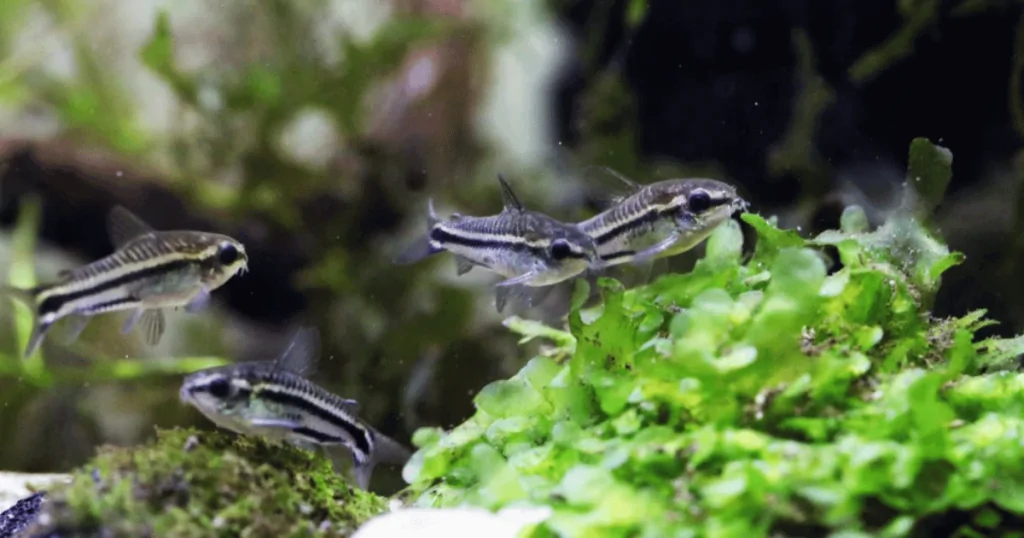 Cá Pygmy (Pygmy Corydoras)