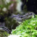 Cá Pygmy (Pygmy Corydoras)