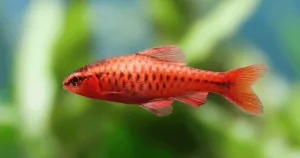 Cá bơi đàn : Diếc Anh Đào